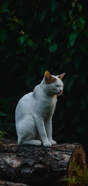house cat, on nature Wallpaper 1440x3040