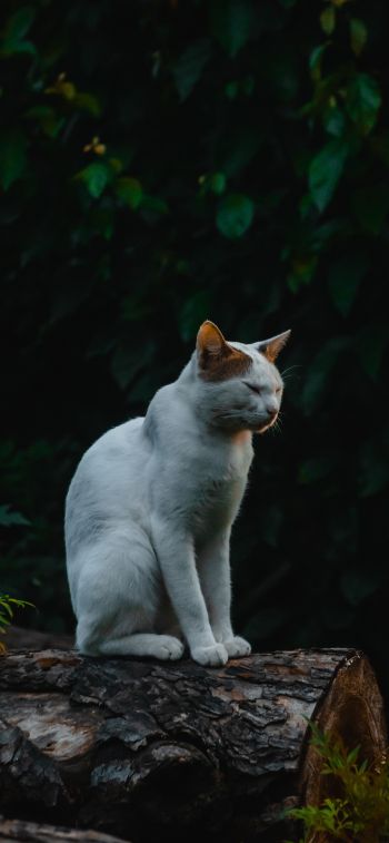 house cat, on nature Wallpaper 1242x2688
