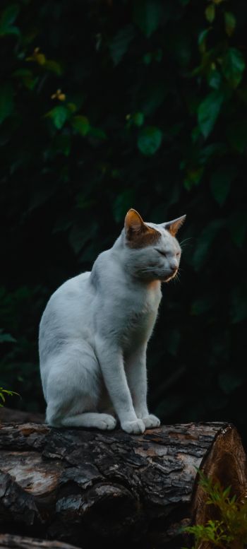 house cat, on nature Wallpaper 1440x3200