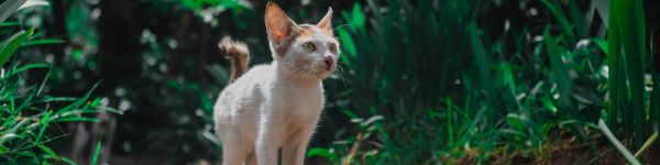 kitten, on nature Wallpaper 1590x400