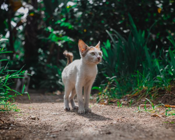 kitten, on nature Wallpaper 1280x1024