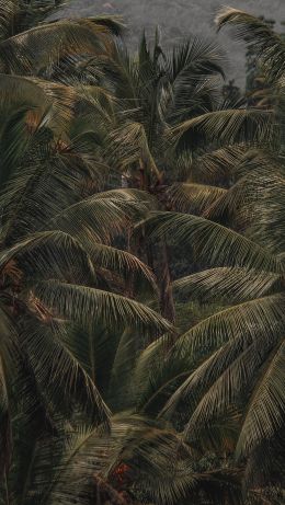 Обои 640x1136 кокосовое дерево, пальма