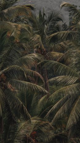coconut tree, palm tree Wallpaper 1440x2560