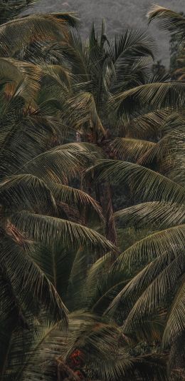 coconut tree, palm tree Wallpaper 1440x2960
