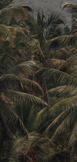 Обои 720x1520 кокосовое дерево, пальма