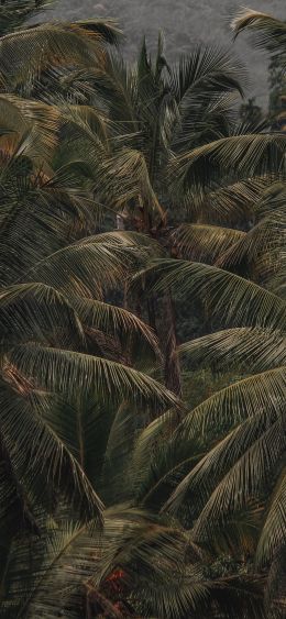Обои 1080x2340 кокосовое дерево, пальма