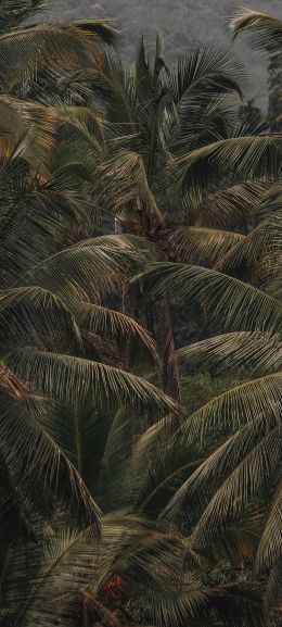 Обои 1080x2400 кокосовое дерево, пальма