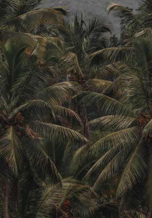 coconut tree, palm tree Wallpaper 2093x3000