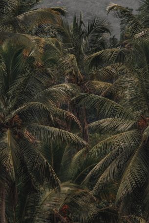 coconut tree, palm tree Wallpaper 640x960
