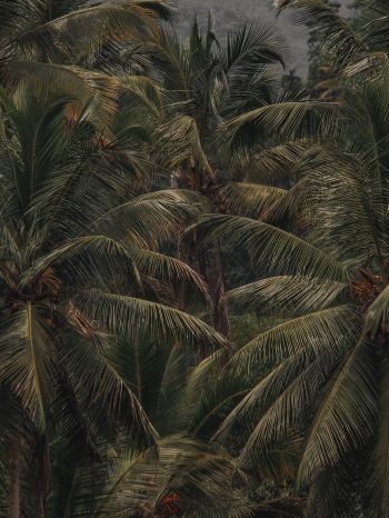 coconut tree, palm tree Wallpaper 1620x2160