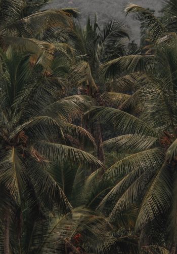 Обои 1668x2388 кокосовое дерево, пальма