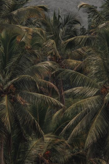 Обои 640x960 кокосовое дерево, пальма