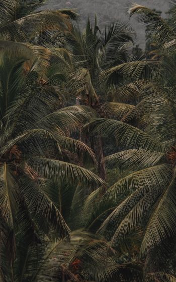 Обои 1752x2800 кокосовое дерево, пальма