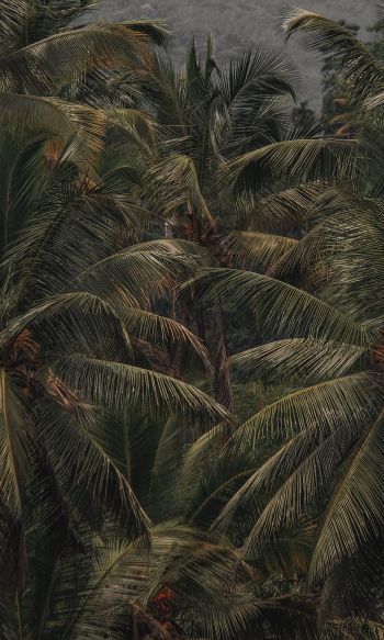 coconut tree, palm tree Wallpaper 1200x2000