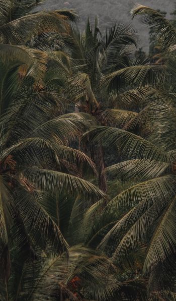 Обои 600x1024 кокосовое дерево, пальма