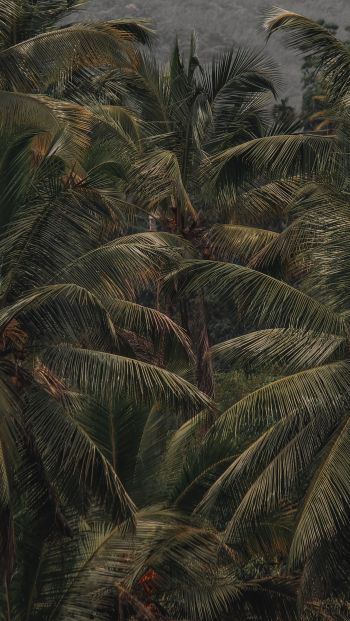 Обои 640x1136 кокосовое дерево, пальма