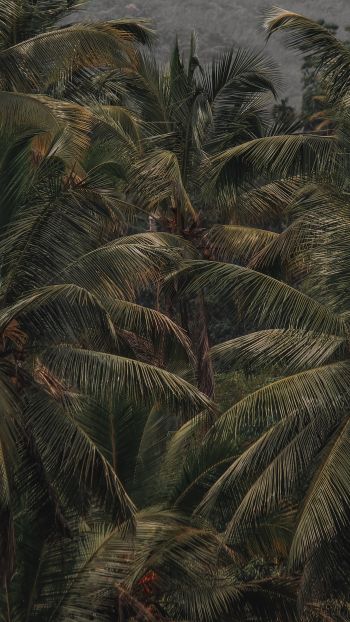 Обои 750x1334 кокосовое дерево, пальма