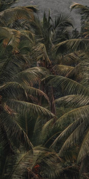 Обои 720x1440 кокосовое дерево, пальма