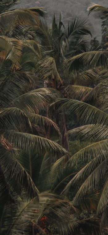 Обои 1125x2436 кокосовое дерево, пальма