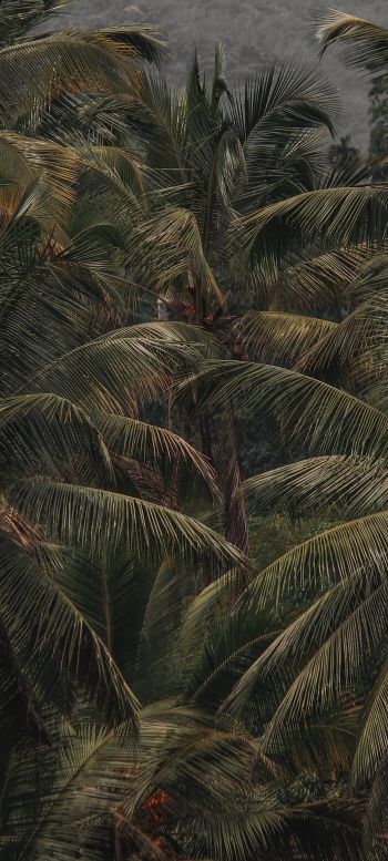 Обои 720x1600 кокосовое дерево, пальма