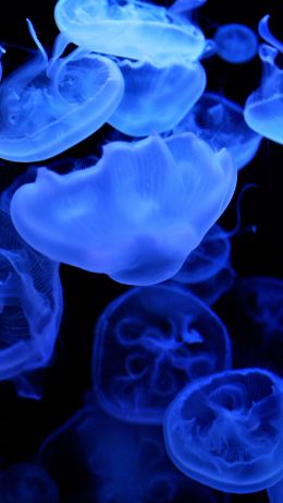jellyfish, underwater world Wallpaper 640x1136