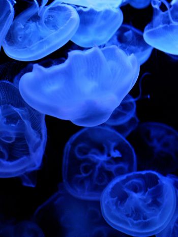 Обои 1536x2048 медузы, подводный мир