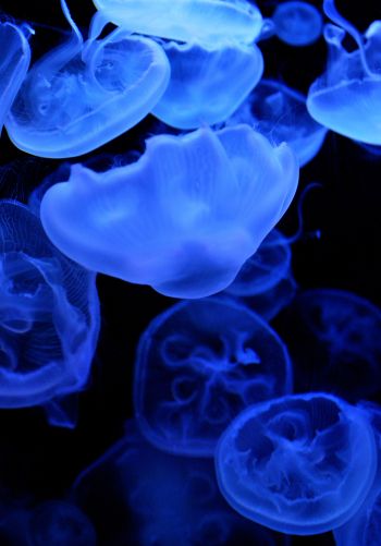 Обои 1668x2388 медузы, подводный мир