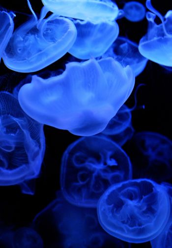 jellyfish, underwater world Wallpaper 1640x2360