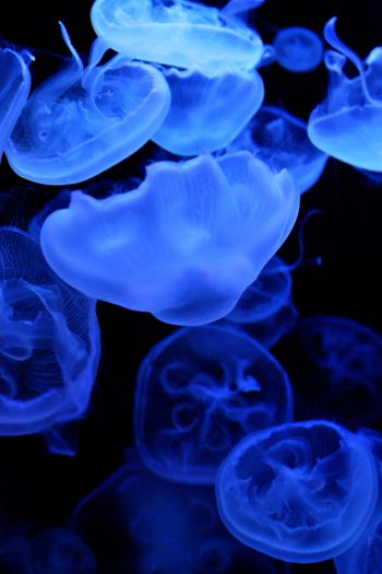 Обои 640x960 медузы, подводный мир