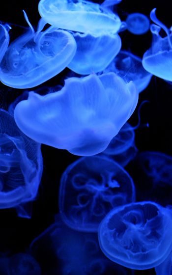 Обои 1600x2560 медузы, подводный мир