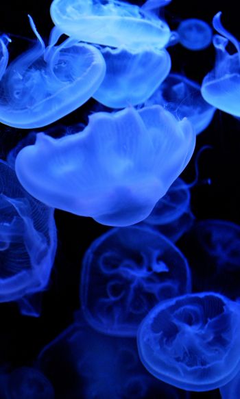 Обои 1200x2000 медузы, подводный мир