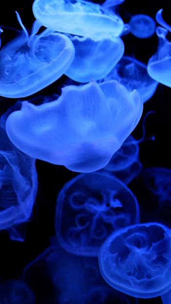 Обои 640x1136 медузы, подводный мир