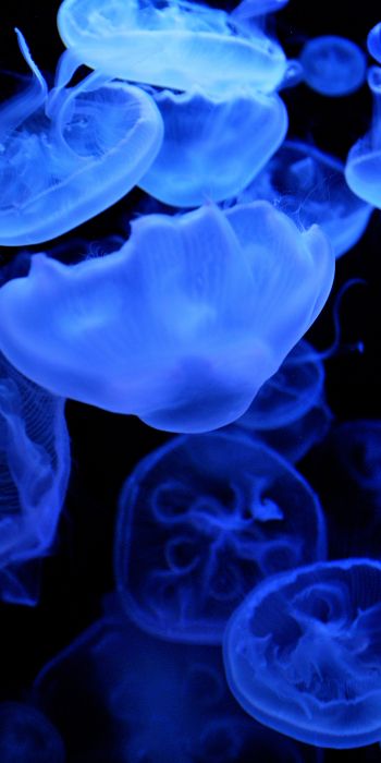 Обои 720x1440 медузы, подводный мир
