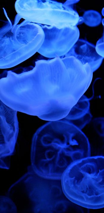 Обои 1440x2960 медузы, подводный мир