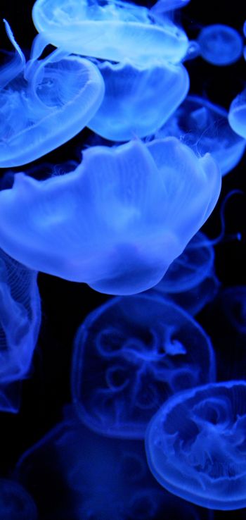 Обои 720x1520 медузы, подводный мир