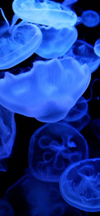Обои 828x1792 медузы, подводный мир