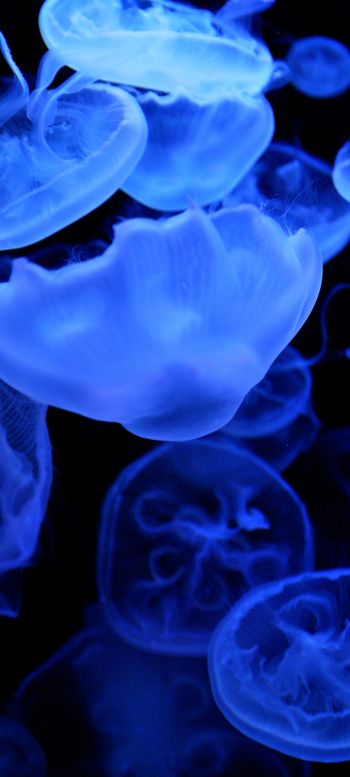 Обои 720x1600 медузы, подводный мир