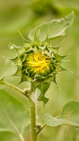 blooming flower Wallpaper 640x1136