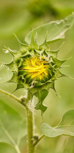 blooming flower Wallpaper 1080x2220