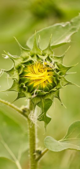 blooming flower Wallpaper 1080x2280