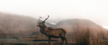 deer, sokhati Wallpaper 2560x1080