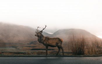 deer, sokhati Wallpaper 2560x1600