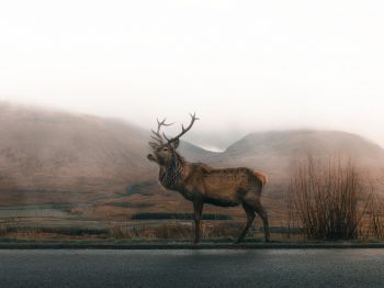 deer, sokhati Wallpaper 1024x768