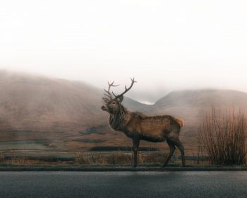 deer, sokhati Wallpaper 1280x1024