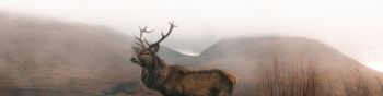 deer, sokhati Wallpaper 1590x400