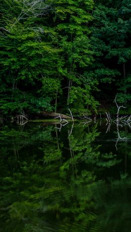 forest lake Wallpaper 640x1136