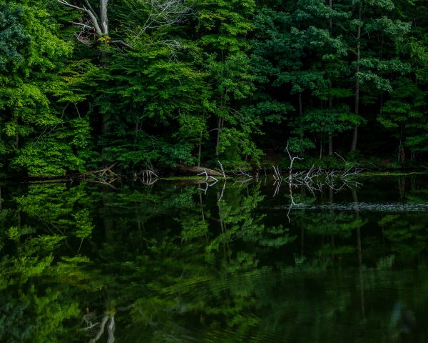 forest lake Wallpaper 1280x1024