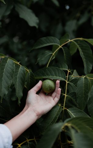 fruit in hand, green leaves Wallpaper 1752x2800