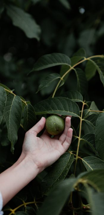Обои 1080x2220 фрукт в руке, зеленые листья