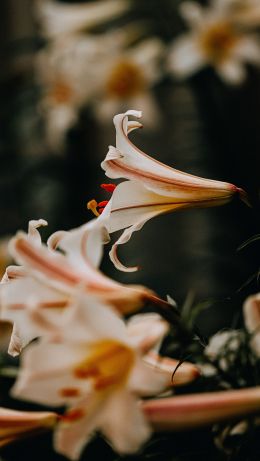 summer, lilies Wallpaper 640x1136